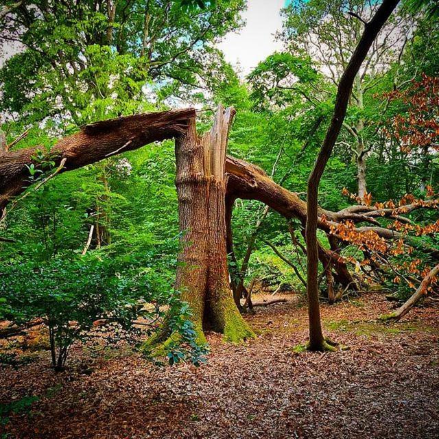Oak Valley Lodges Pett Dış mekan fotoğraf
